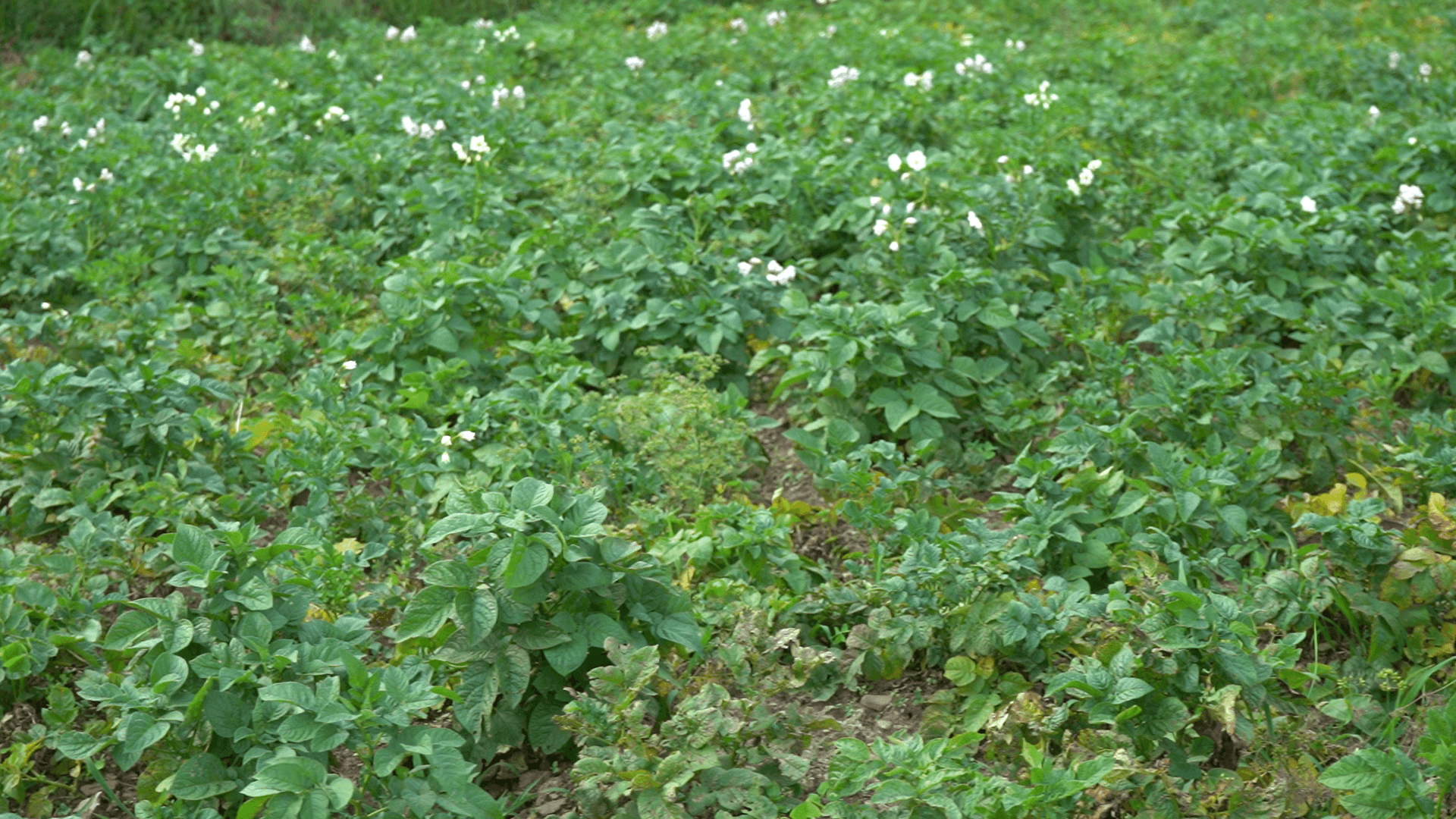 Kitchen garden crop beds near Himgiri Home Stay