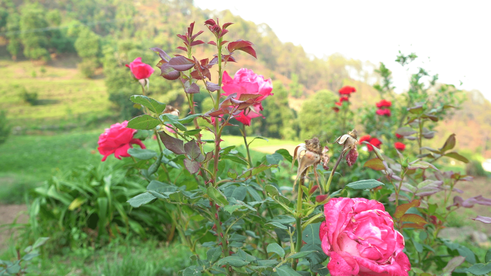 Pink roses blooming in the garden
