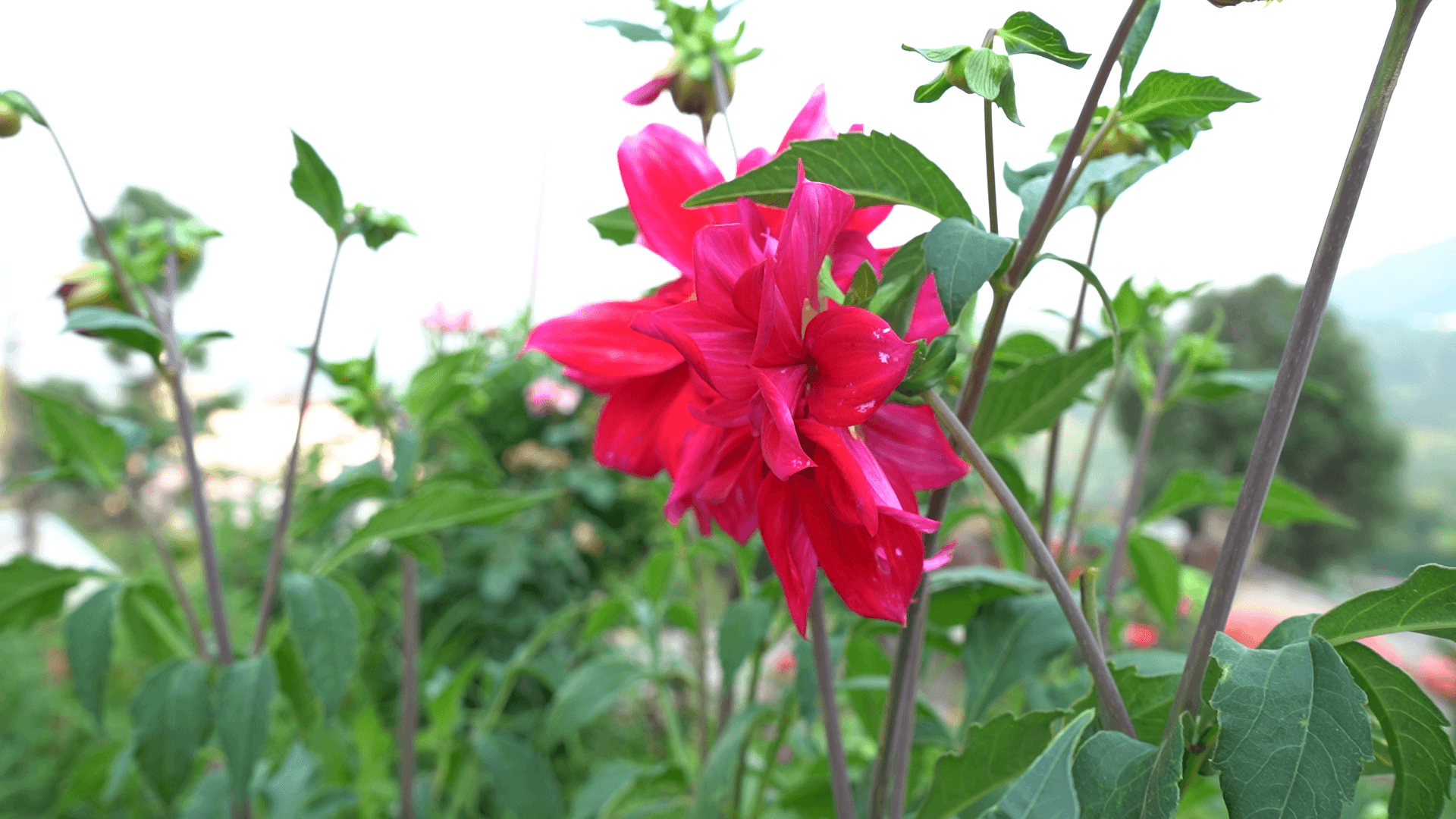Pink dahlia flower blooming near the hillside