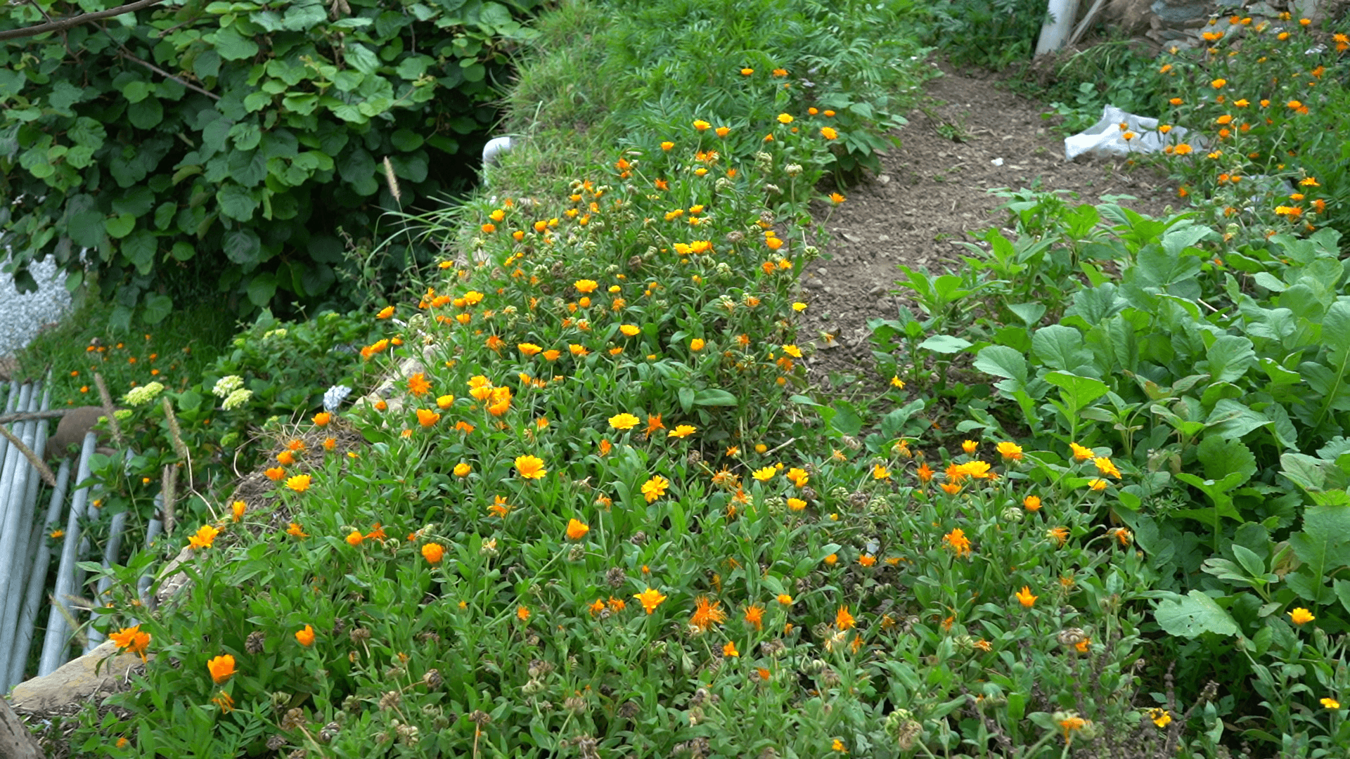 Orange marigold flowers in the garden bed